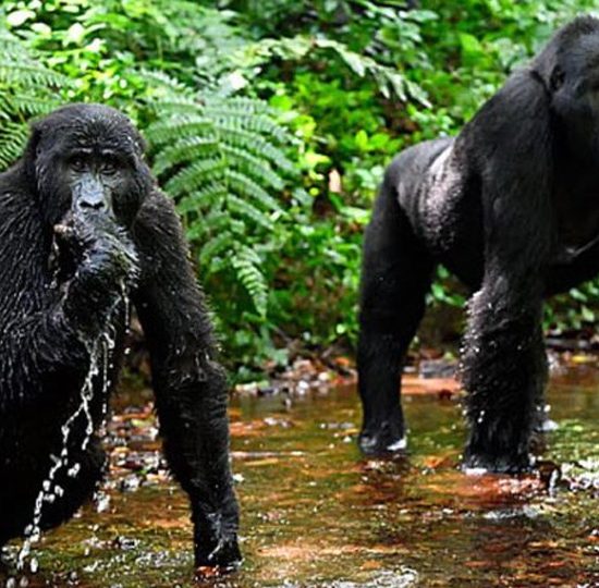 7 Days Uganda Primates Trip