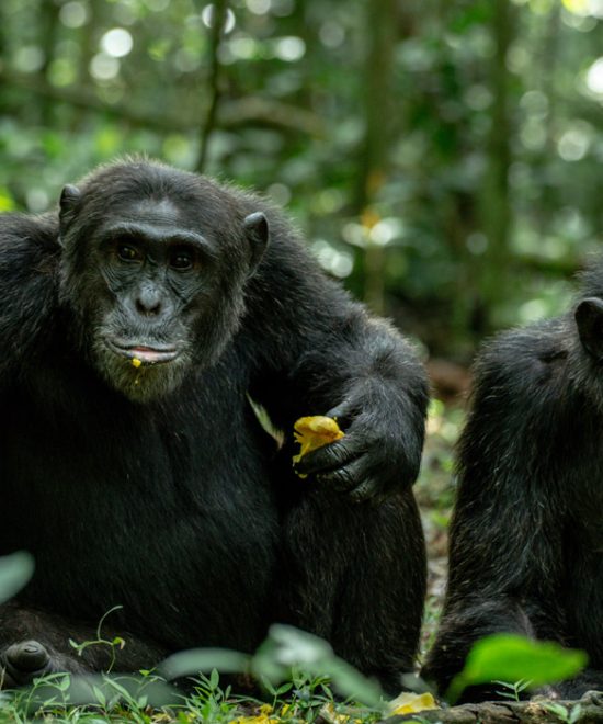 6 Days Uganda Chimpanzee Tour and Wildlife Safari