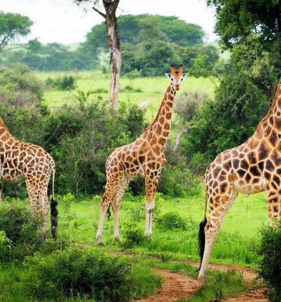 6 Days Lake Mburo National Park