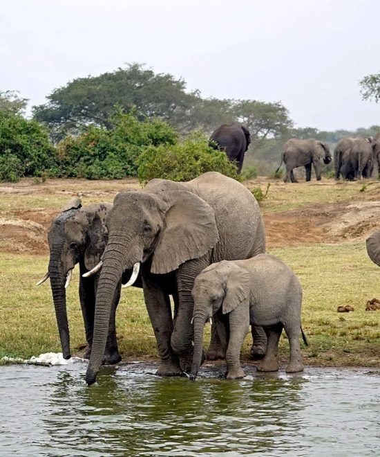 9 Days Uganda Safari